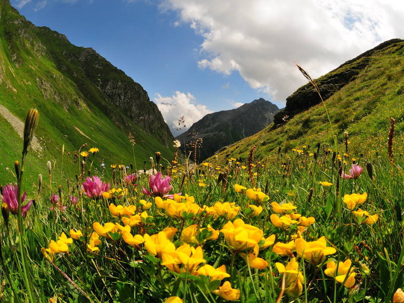 Flora und Fauna