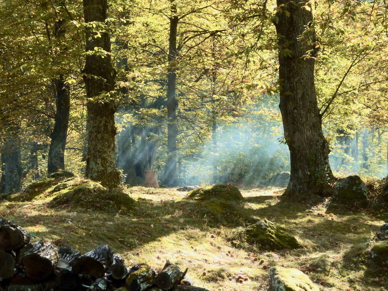 Der Kastanienwald